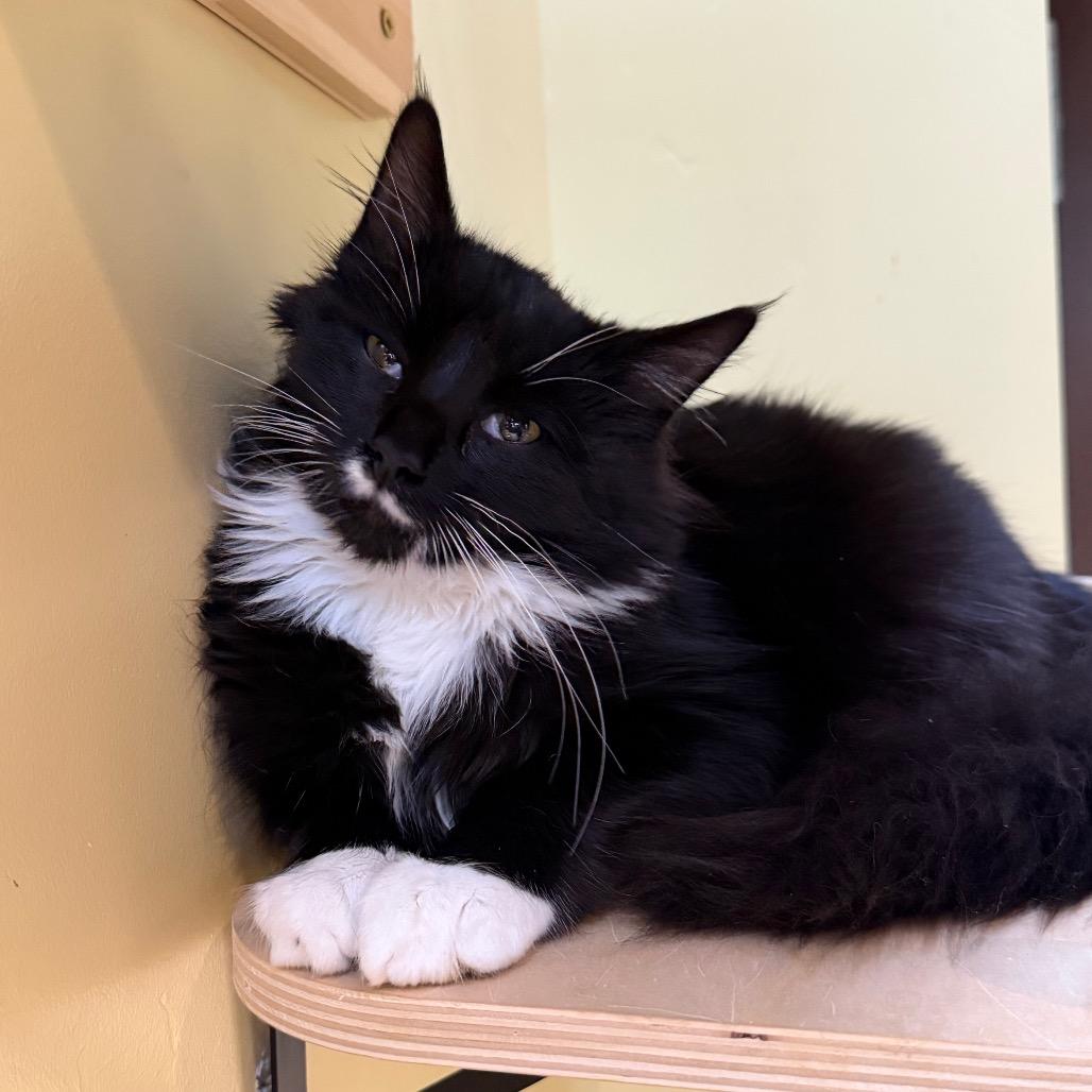 Zack, Adoptable, Young Male Domestic Medium Hair.