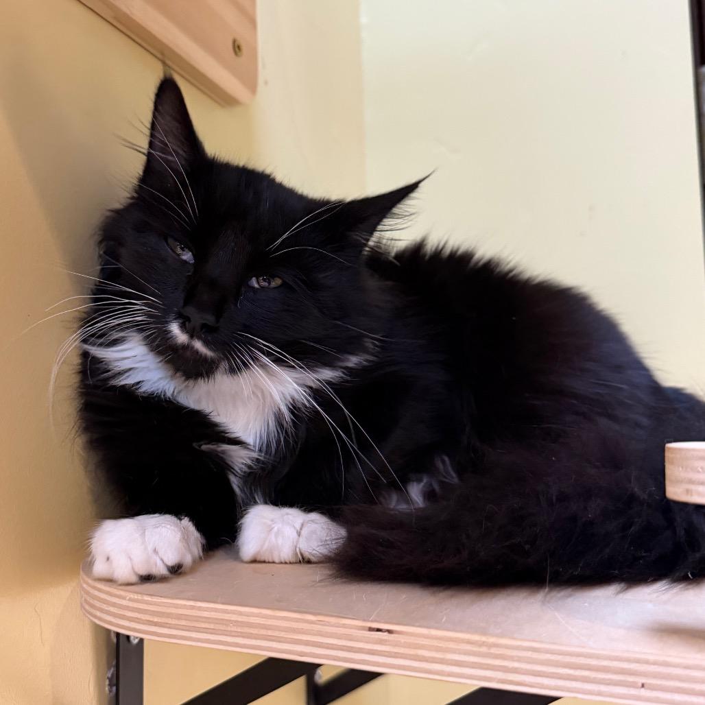 Enlarge Zack, a Adoptable Domestic Medium Hair in Durango, CO image 2/2