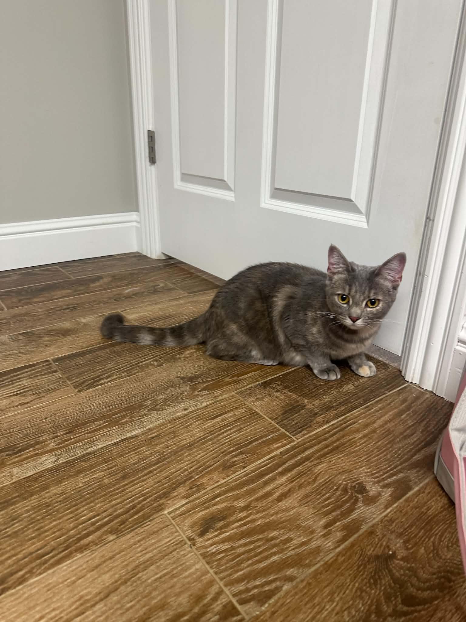 Enlarge Twinkle, a Adoptable mixed breed in Campbellsville, KY image 4/5