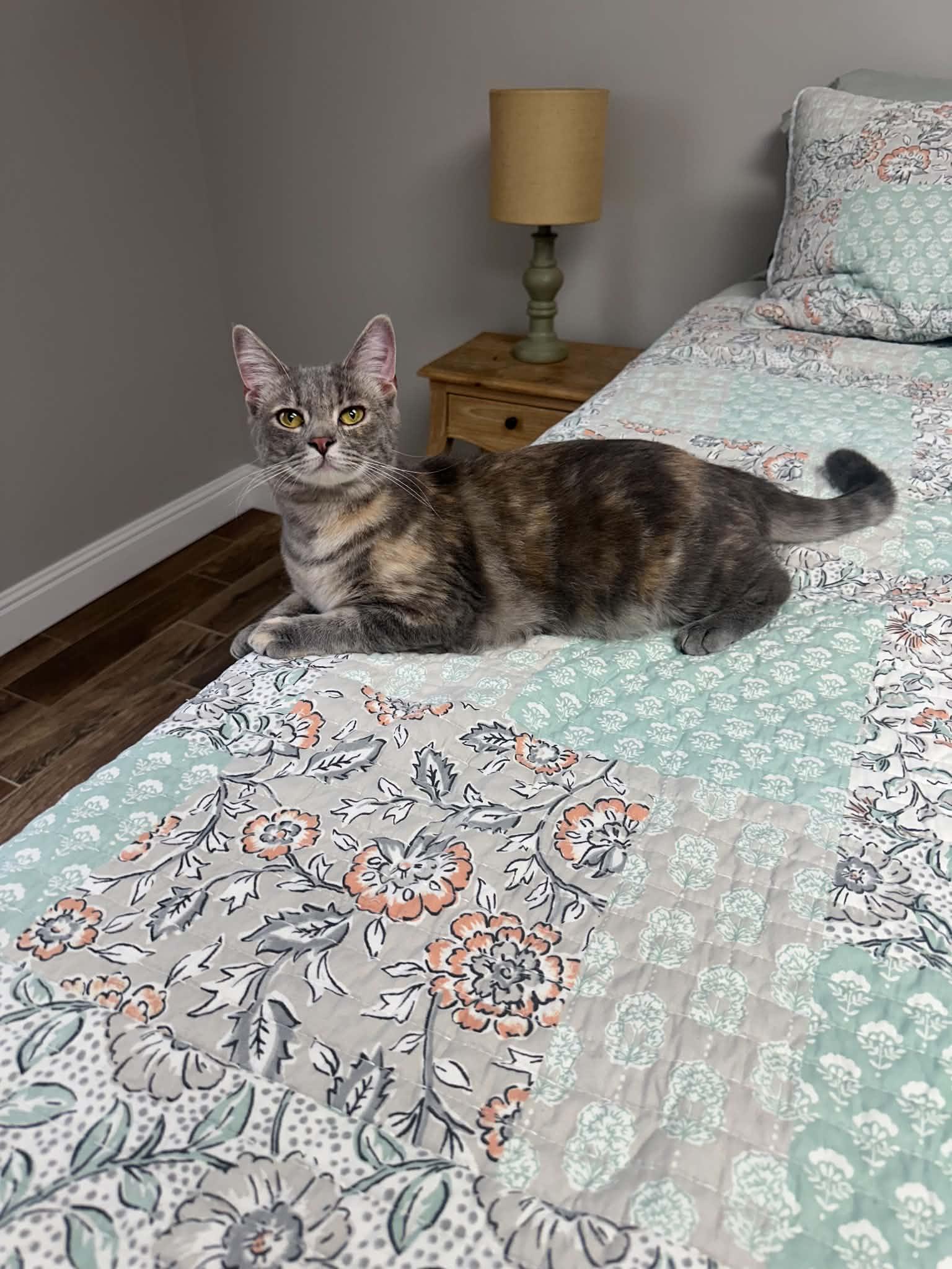 Twinkle, Adoptable, Young Female Domestic Short Hair & Dilute Tortoiseshell.