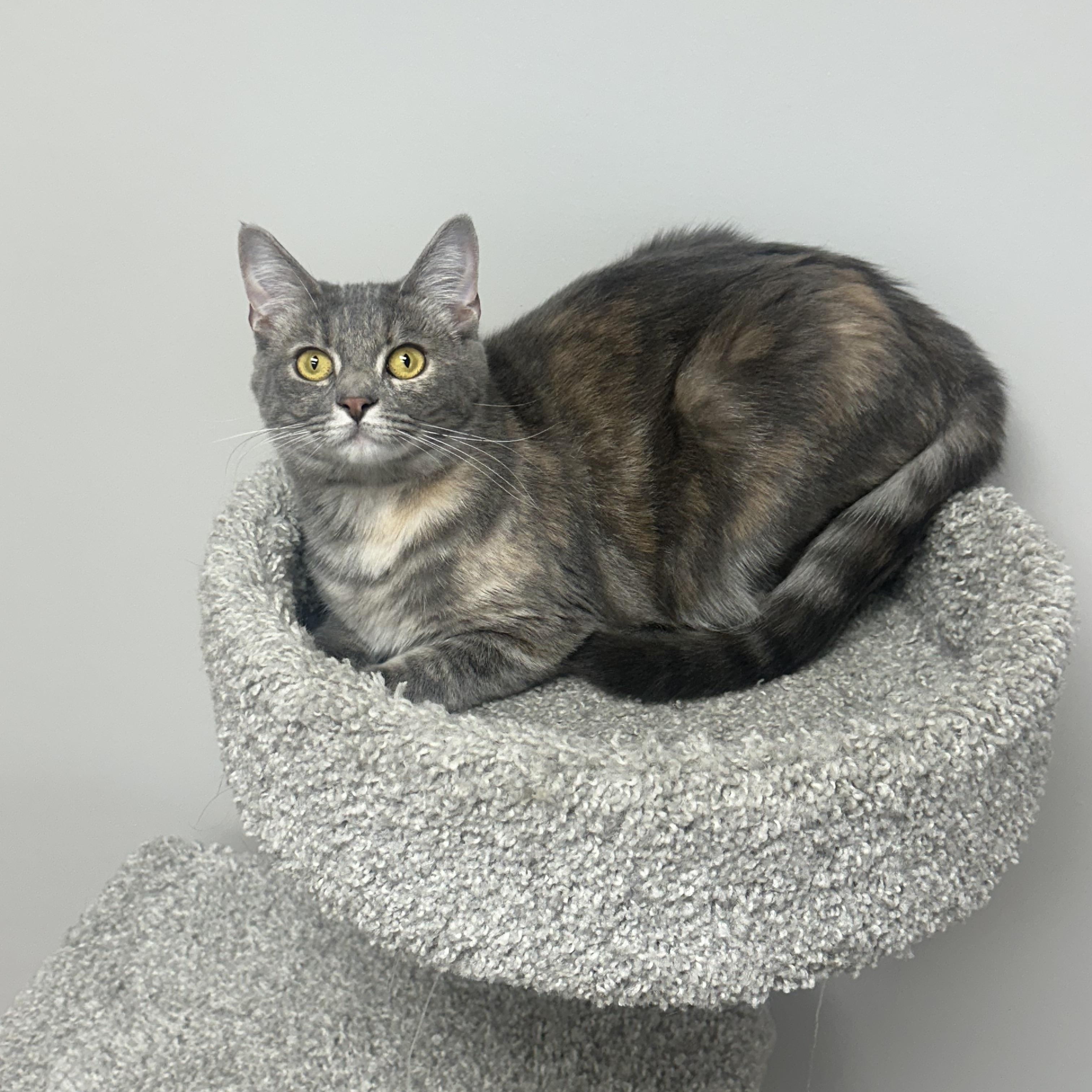 Enlarge Twinkle, a Adoptable mixed breed in Campbellsville, KY image 2/5