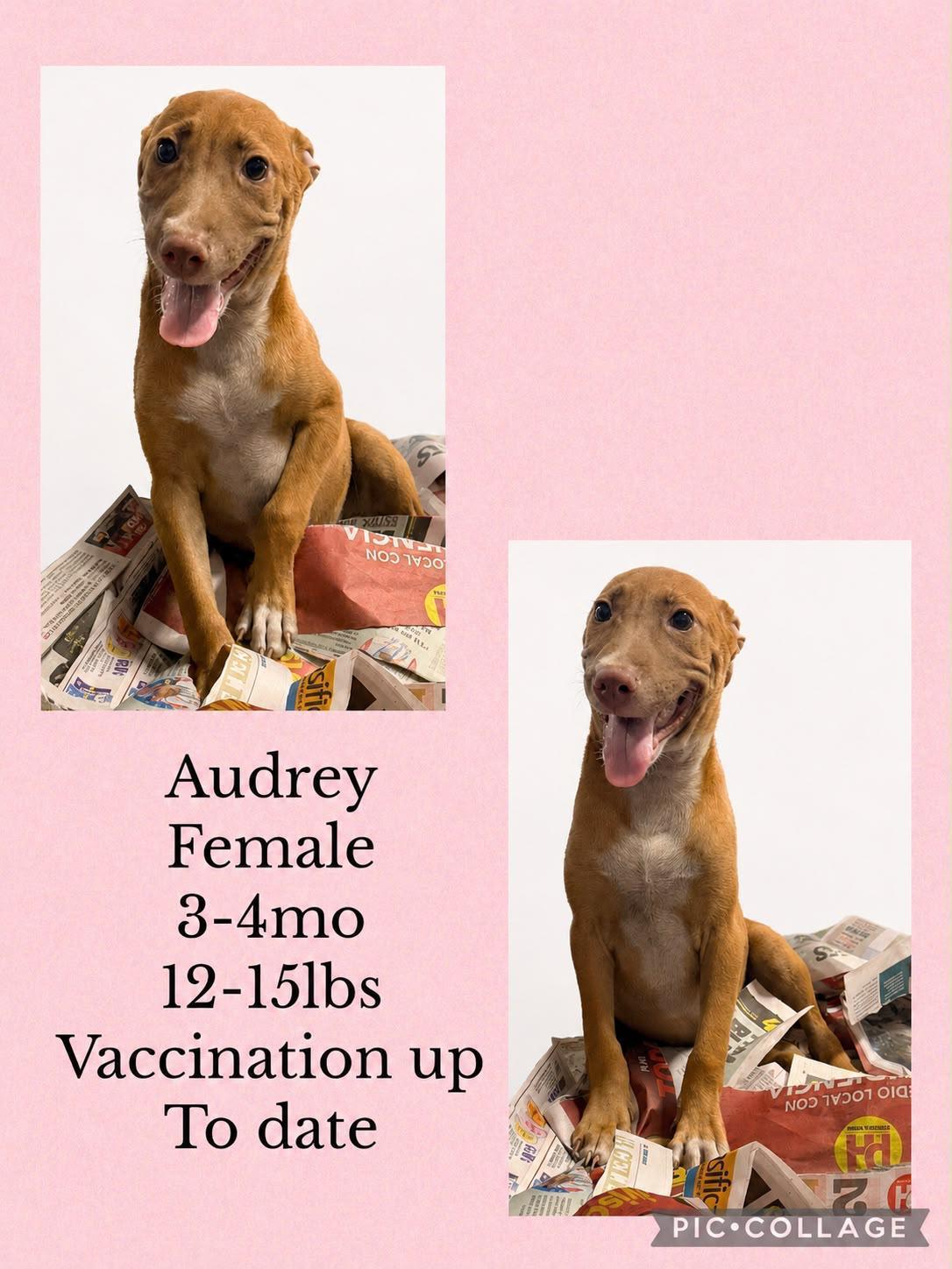Audrey, Adoptable, Young Female Labrador Retriever & Chihuahua.