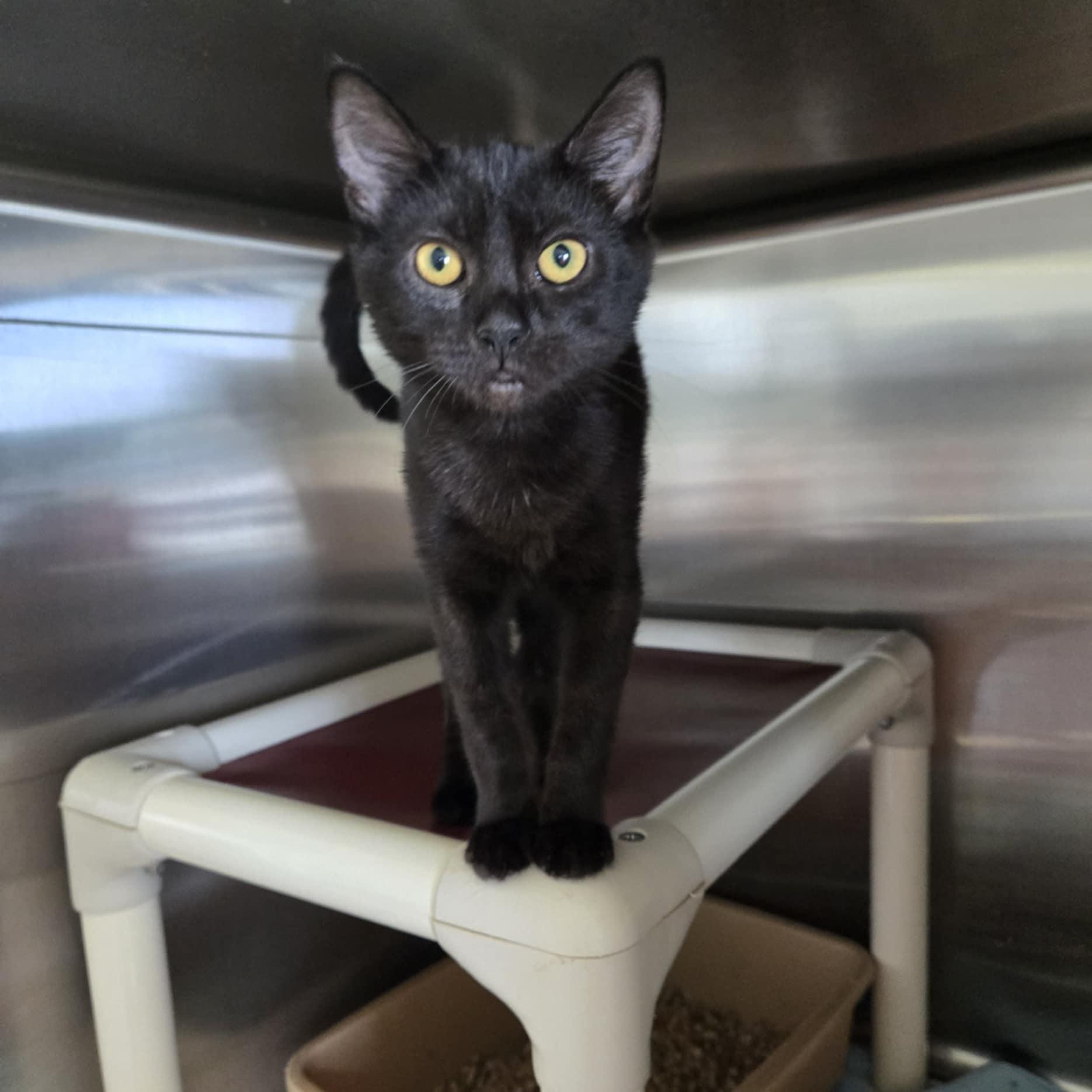 Sage, Adoptable, Kitten Female Domestic Short Hair.