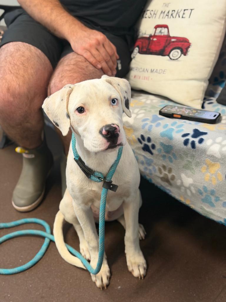 Enlarge Casper, a Adoptable Pit Bull Terrier in Port Jervis, NY image 2/6