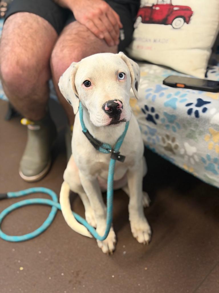 Enlarge Casper, a Adoptable Pit Bull Terrier in Port Jervis, NY image 3/6