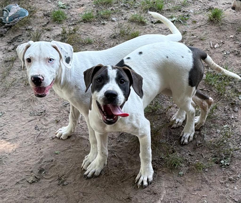 Enlarge Casper, a Adoptable Pit Bull Terrier in Port Jervis, NY image 5/6
