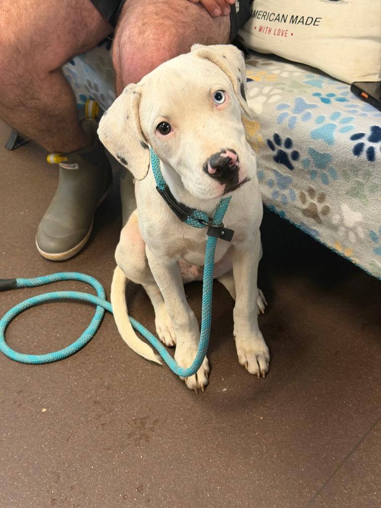 Enlarge Casper, a Adoptable Pit Bull Terrier in Port Jervis, NY image 6/6
