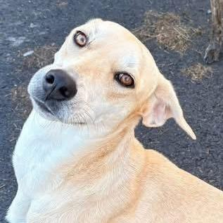 Enlarge Rubia, a Adoptable mixed breed in Annapolis, MD image 3/6