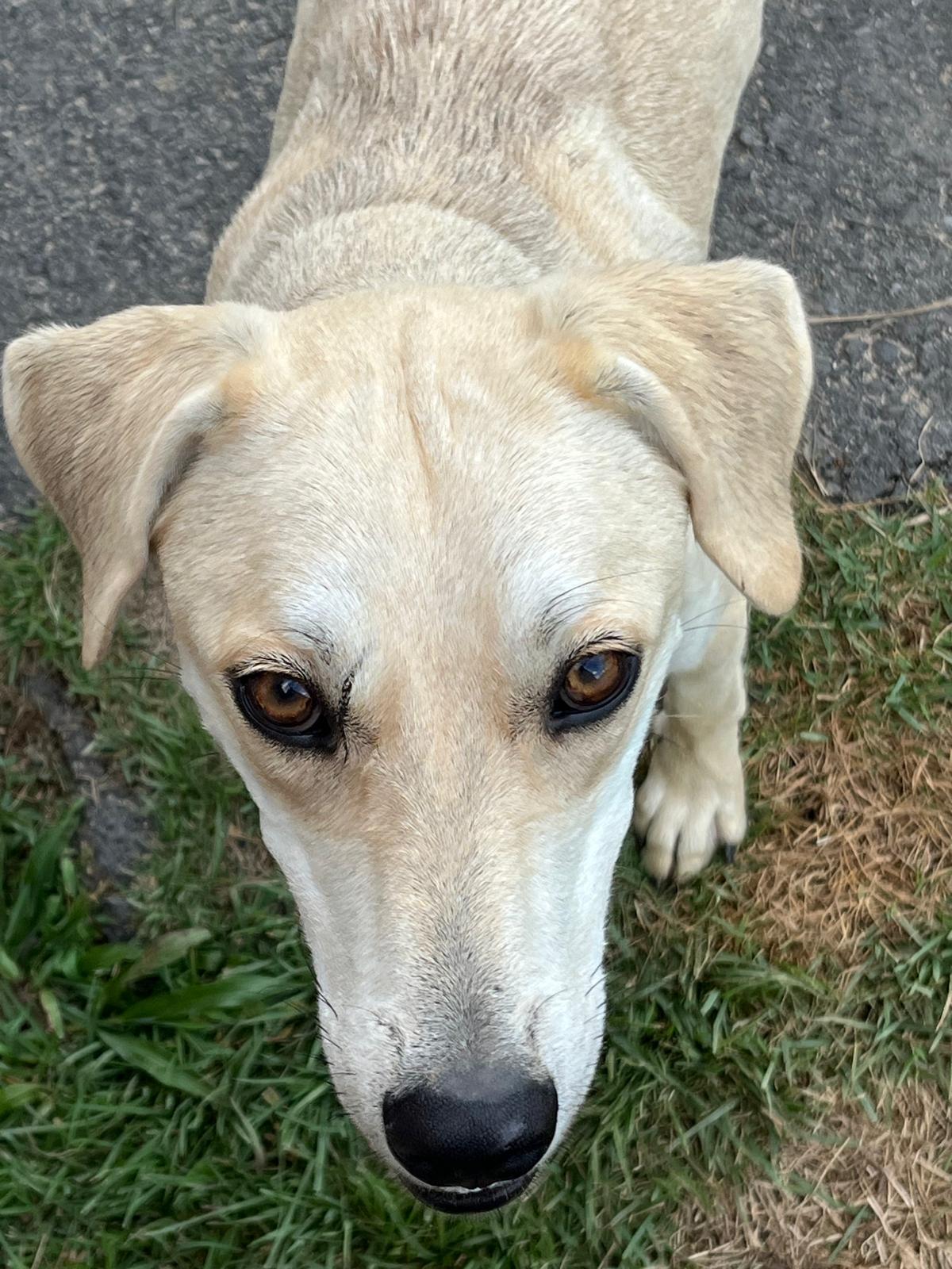 Enlarge Rubia, a Adoptable mixed breed in Annapolis, MD image 4/6