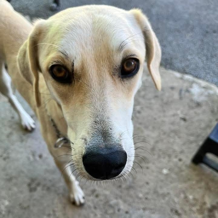 Rubia, Adoptable, Young Female Labrador Retriever.