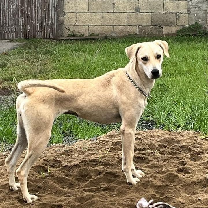 Enlarge Rubia, a Adoptable mixed breed in Annapolis, MD image 2/6