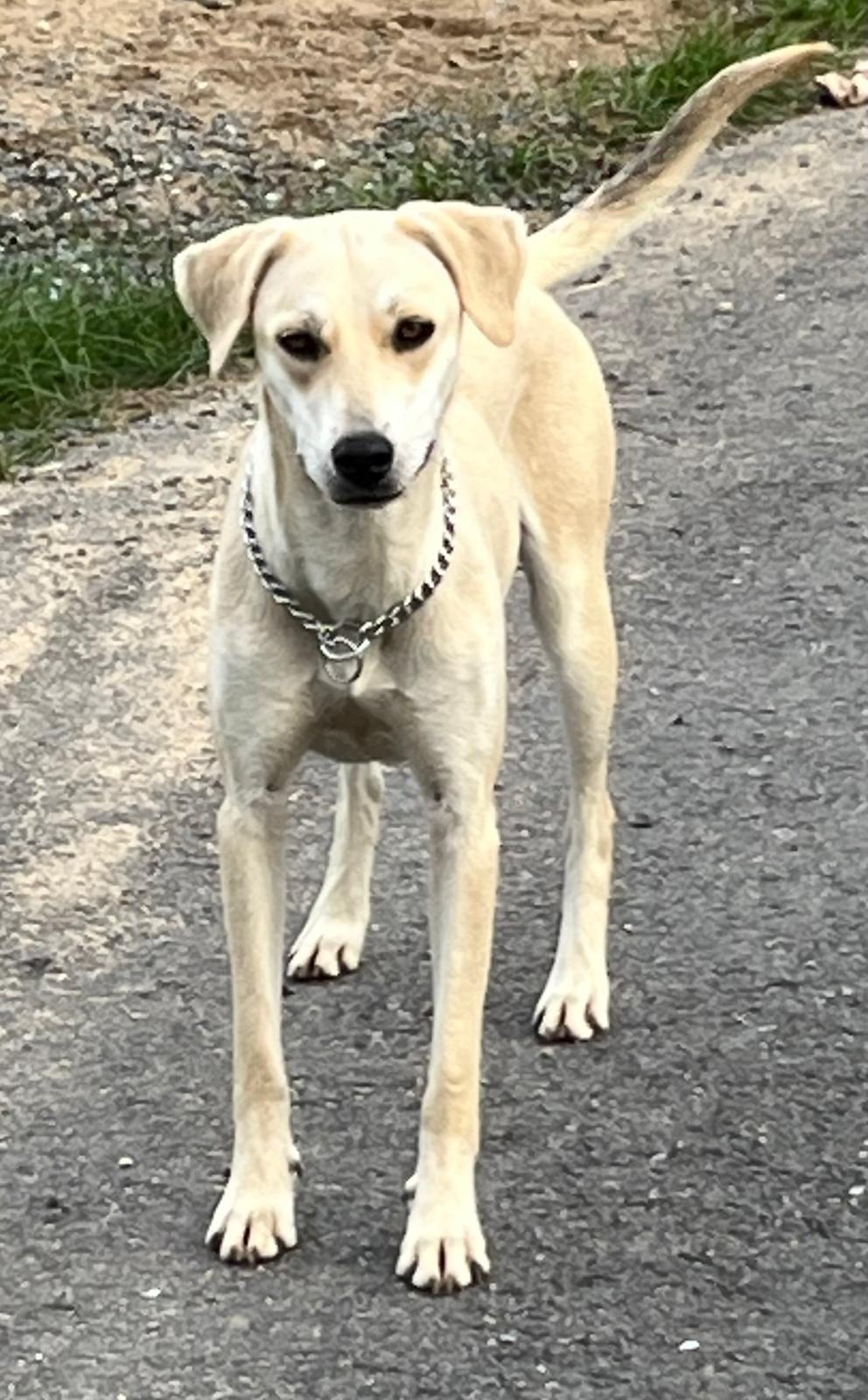 Enlarge Rubia, a Adoptable mixed breed in Annapolis, MD image 5/6