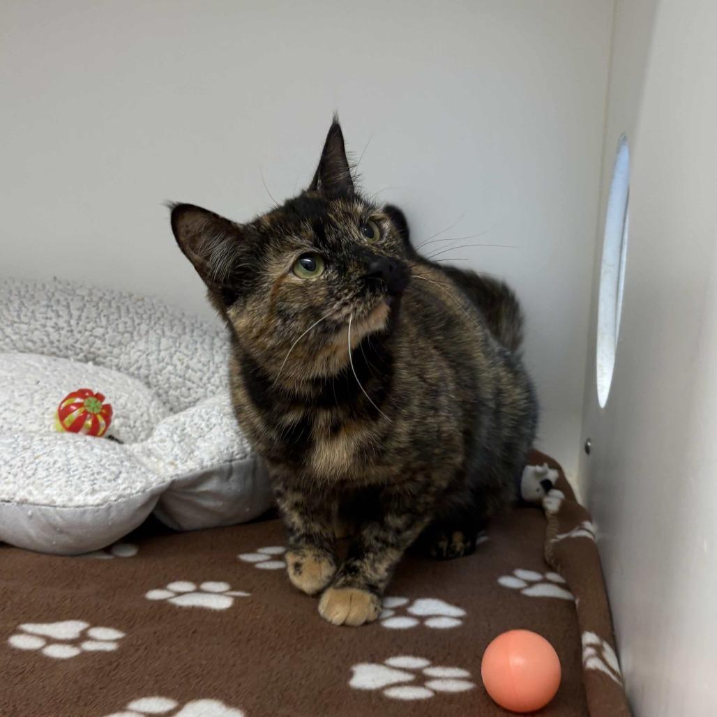 Marina, Adoptable, Adult Female Domestic Short Hair.