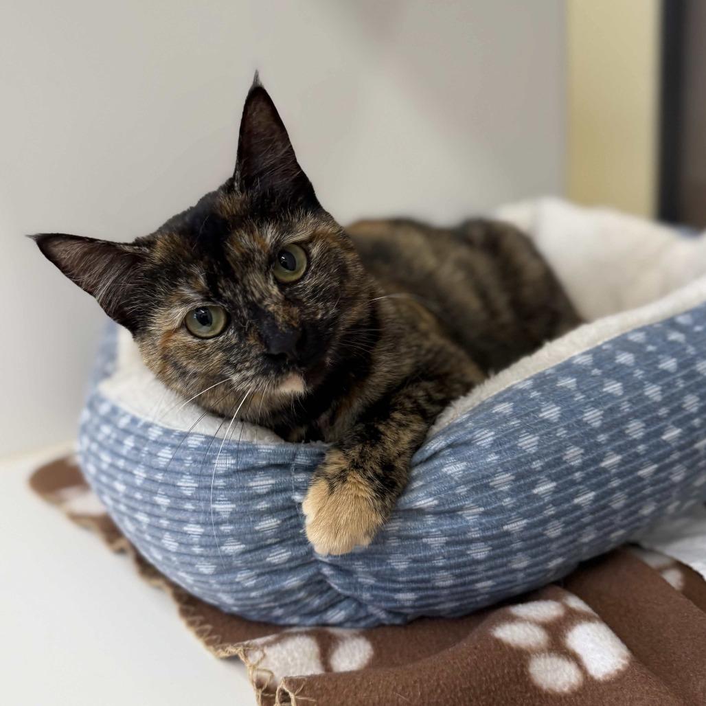 Marina, a Adoptable Domestic Short Hair in Beaumont, TX image 2/6