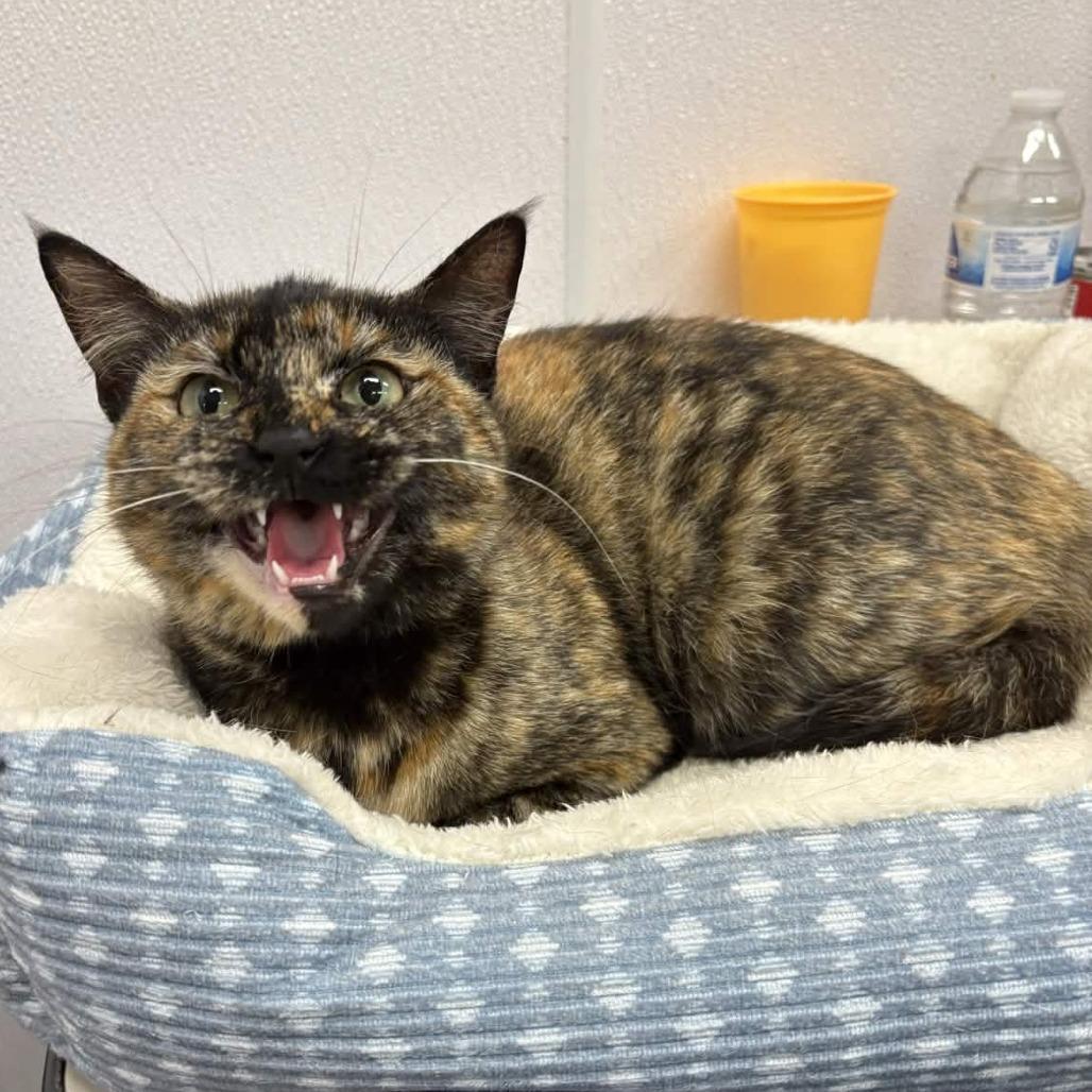 Marina, a Adoptable Domestic Short Hair in Beaumont, TX image 3/6