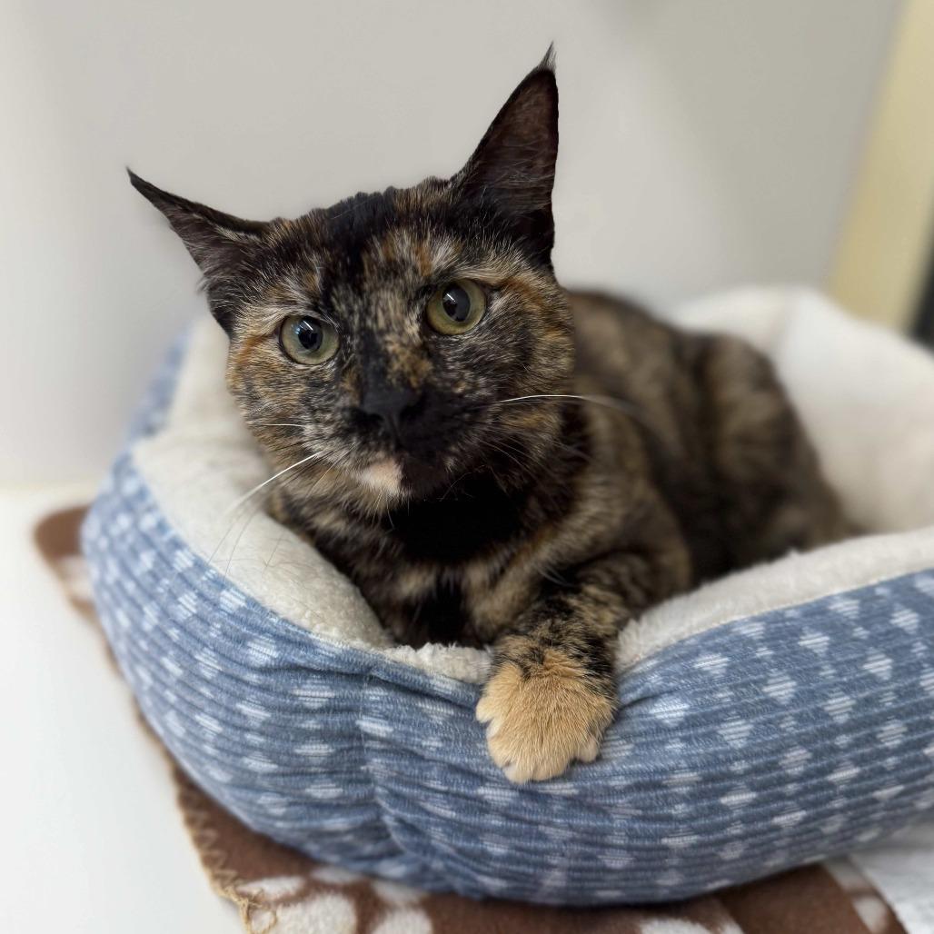 Marina, a Adoptable Domestic Short Hair in Beaumont, TX image 4/6