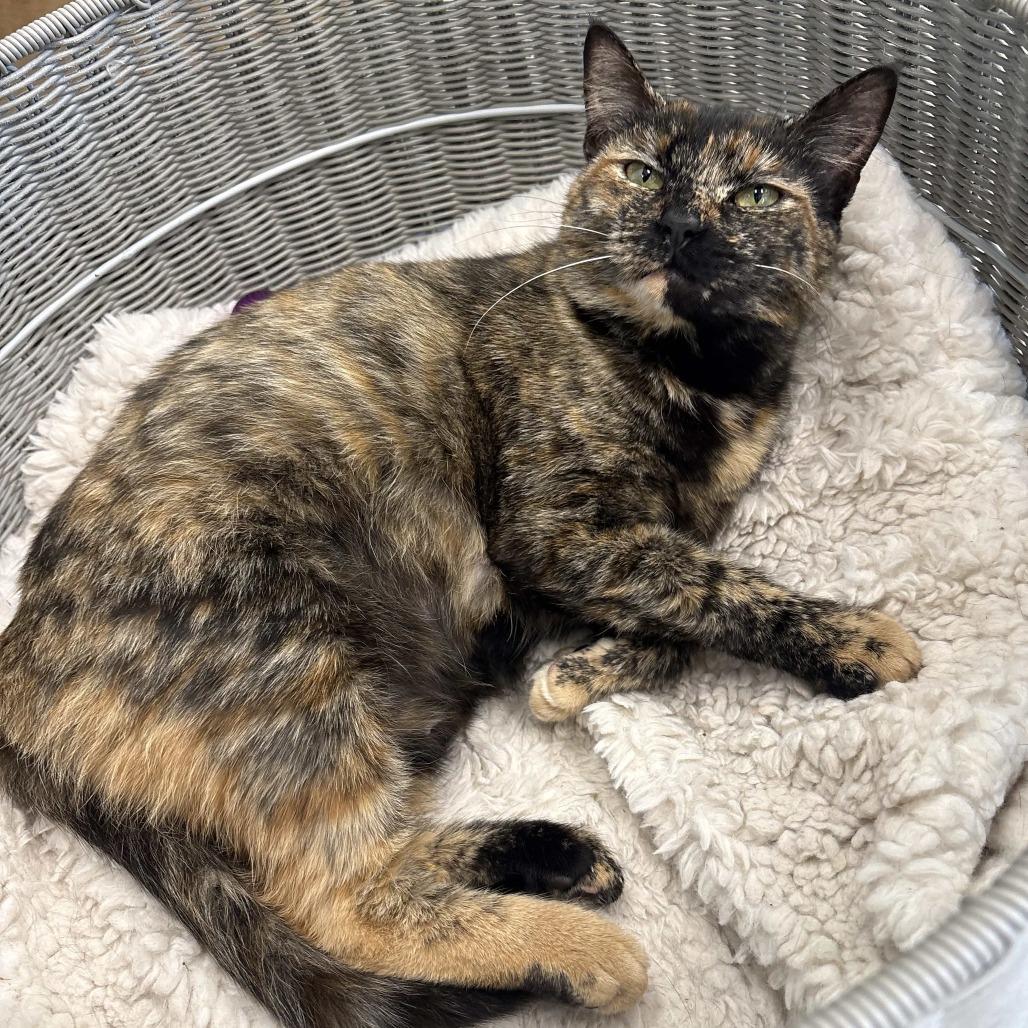 Marina, a Adoptable Domestic Short Hair in Beaumont, TX image 5/6