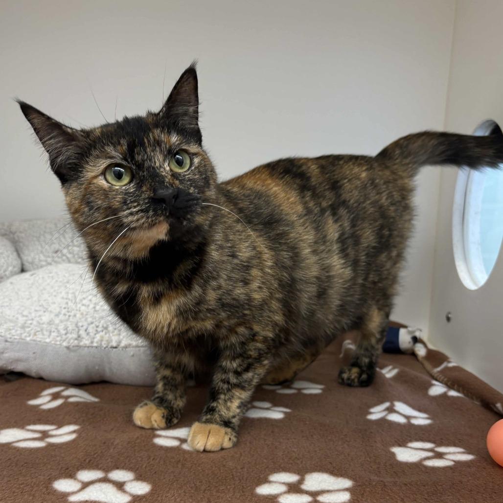 Marina, a Adoptable Domestic Short Hair in Beaumont, TX image 6/6