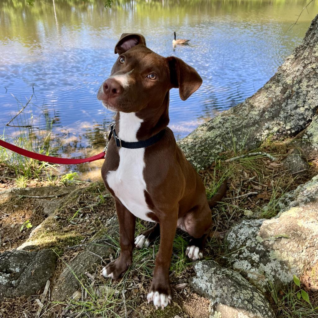 Enlarge Captain America 01-1110, a Adoptable mixed breed in Tyrone, GA image 1/6