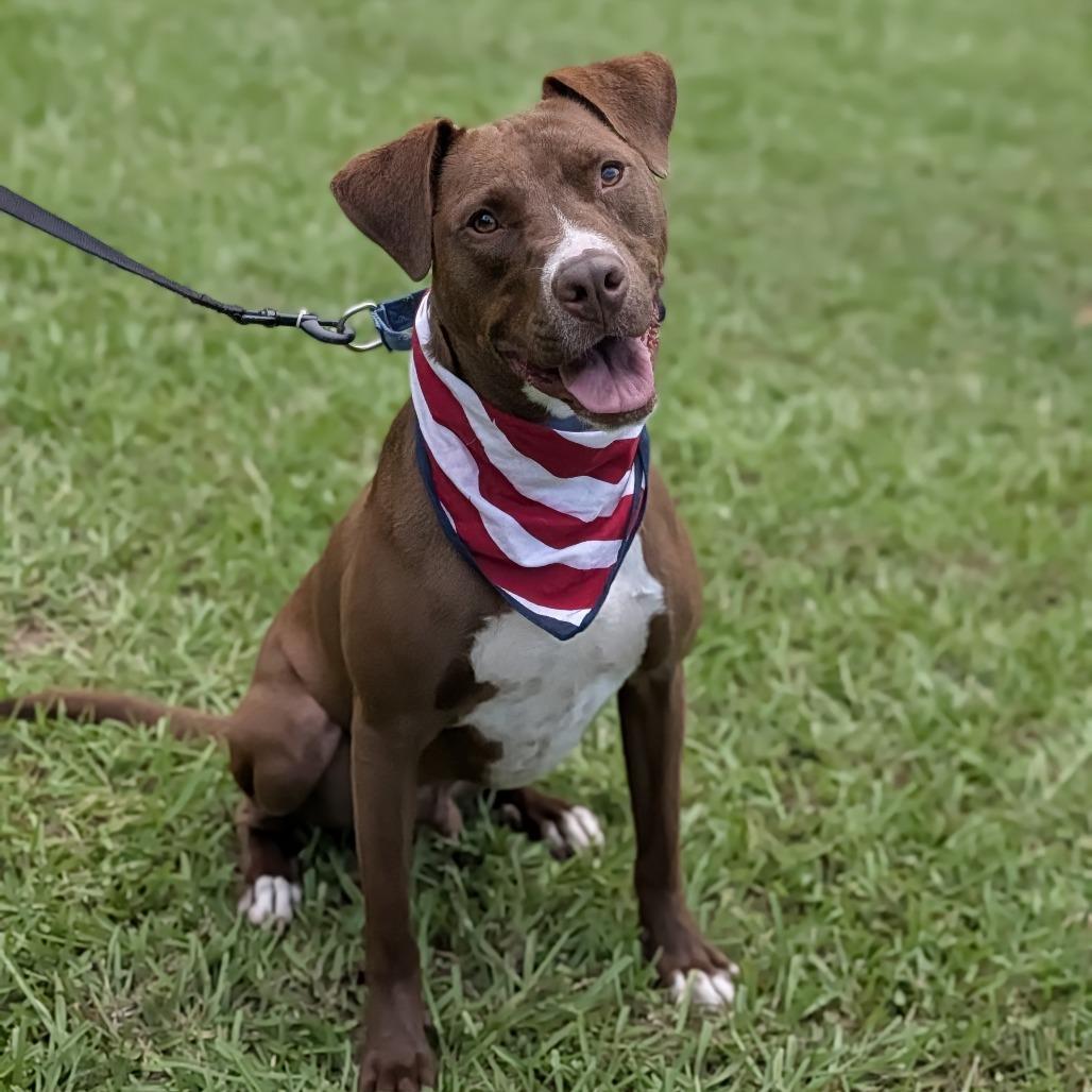 Enlarge Captain America 01-1110, a Adoptable mixed breed in Tyrone, GA image 2/6
