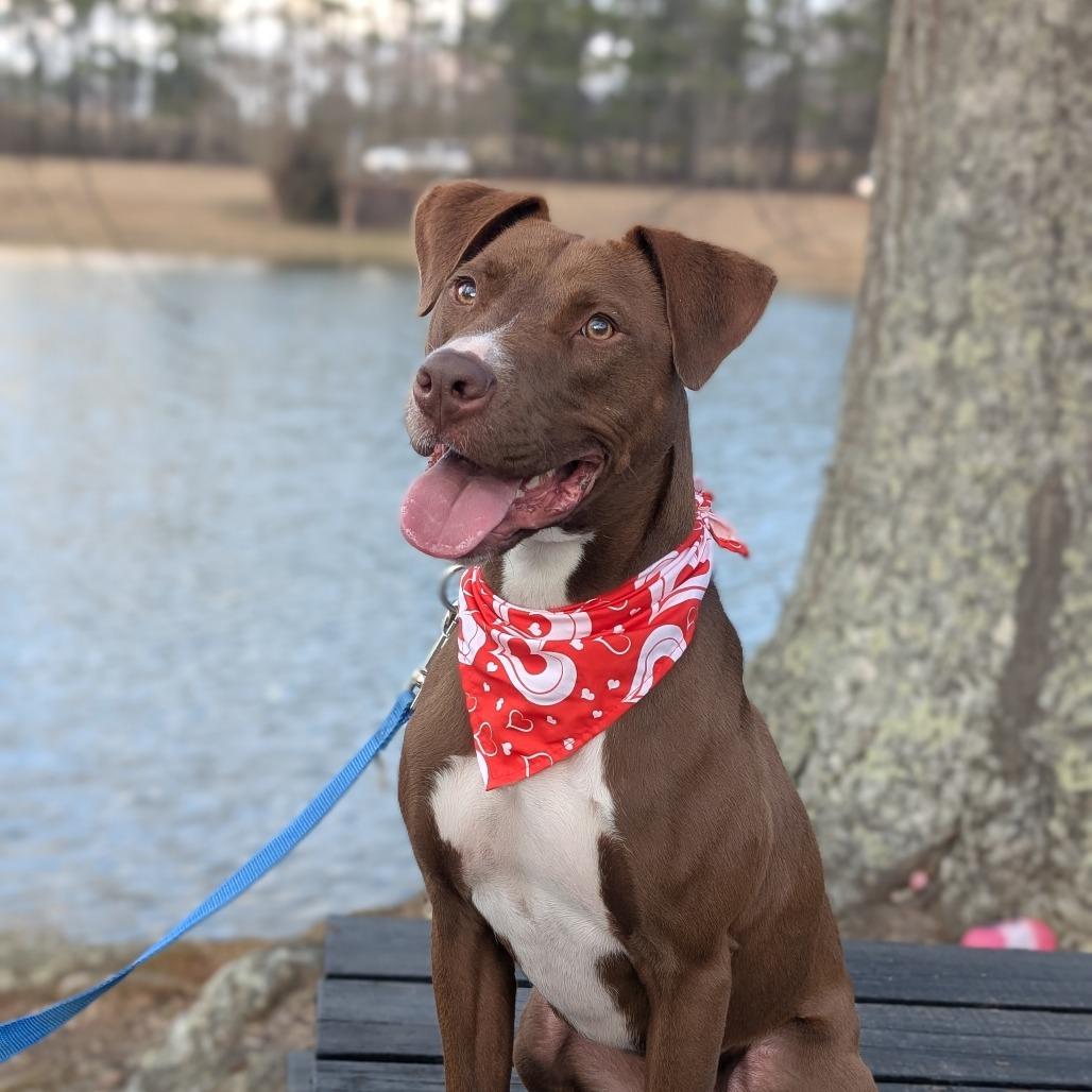 Enlarge Captain America 01-1110, a Adoptable mixed breed in Tyrone, GA image 2/6