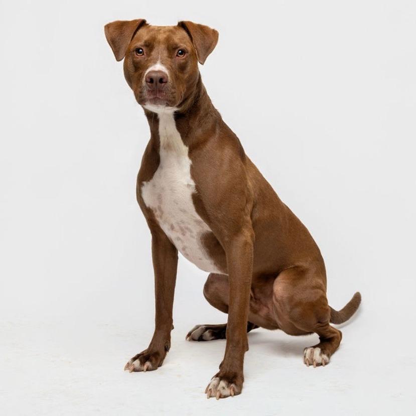 Enlarge Captain America 01-1110, a Adoptable mixed breed in Tyrone, GA image 4/6