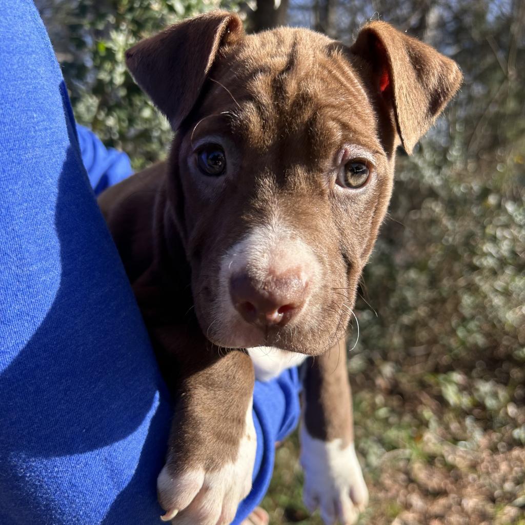 Enlarge Captain America 01-1110, a Adoptable mixed breed in Tyrone, GA image 5/6