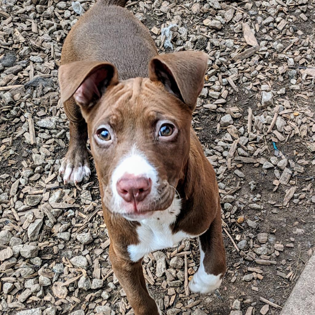 Enlarge Captain America 01-1110, a Adoptable mixed breed in Tyrone, GA image 6/6