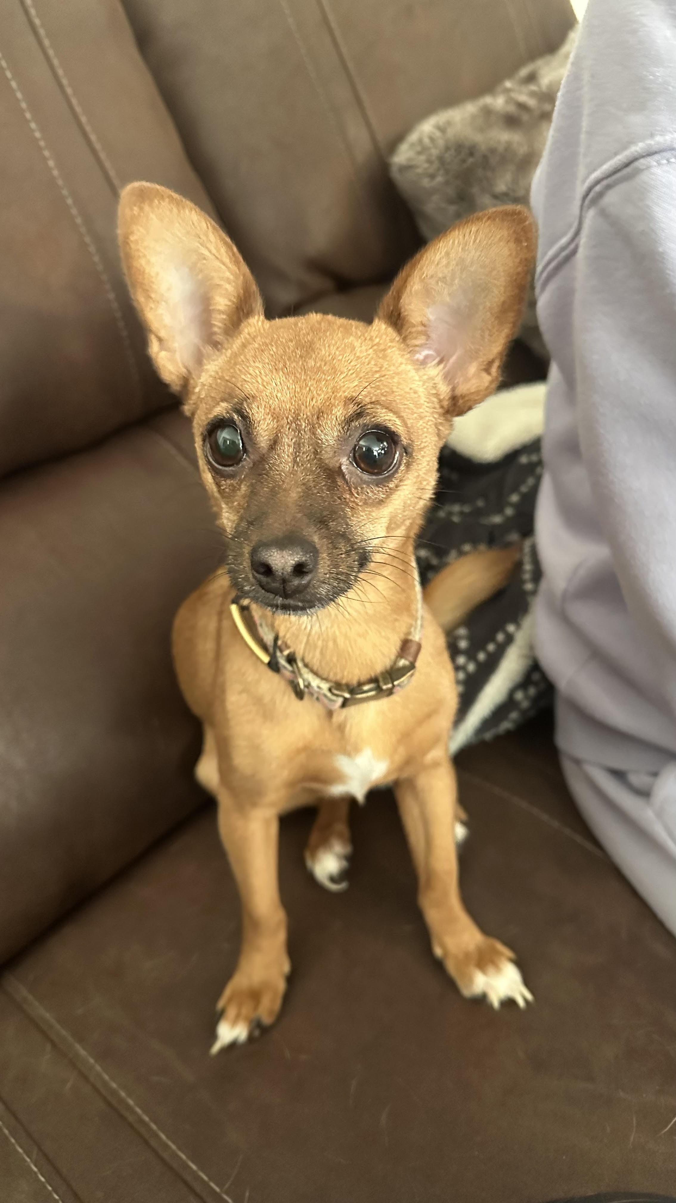 Minerva, Adopted, Young Female Chihuahua.