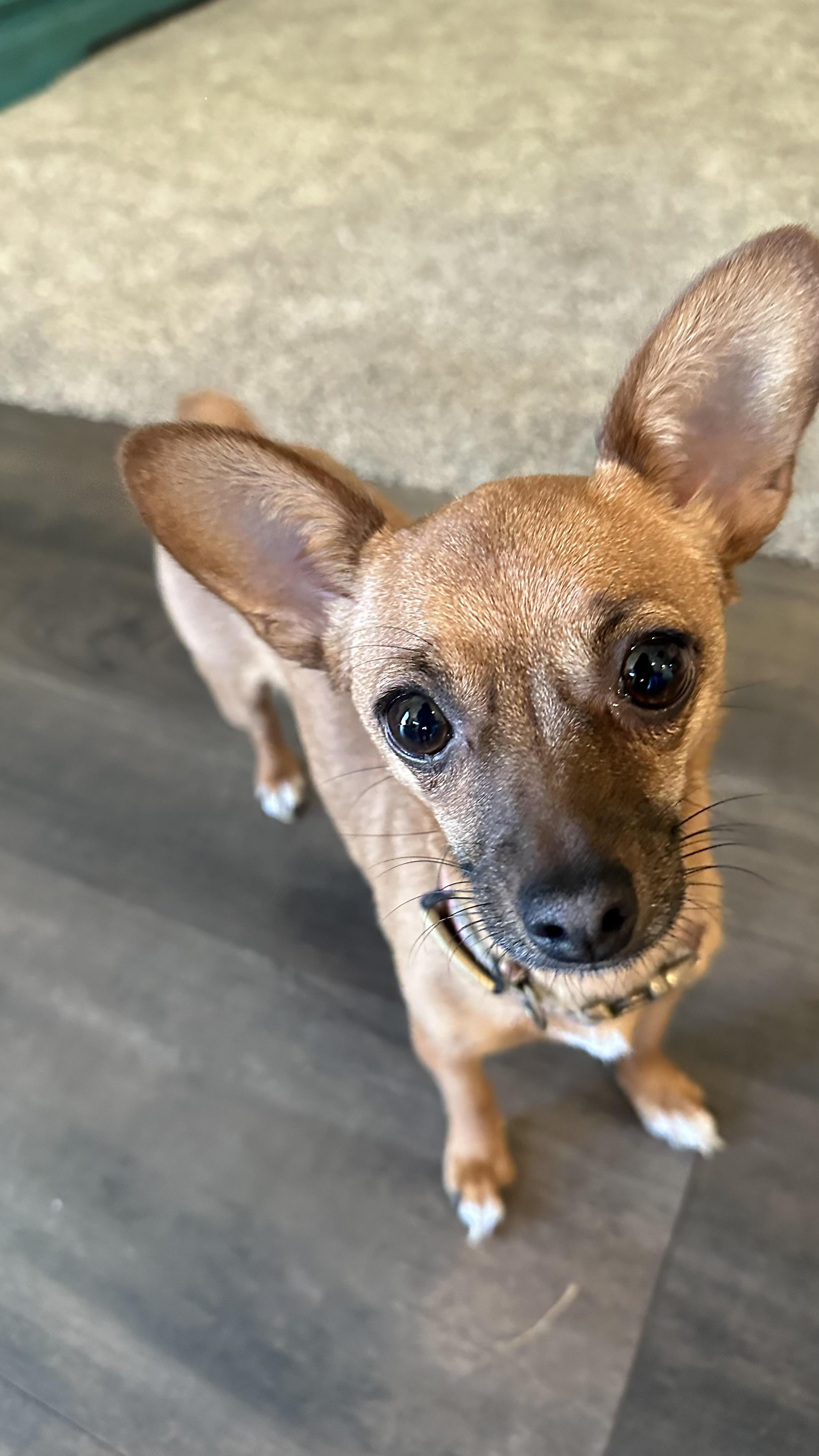 Enlarge Minerva, a Adopted Chihuahua in Star, ID image 2/2