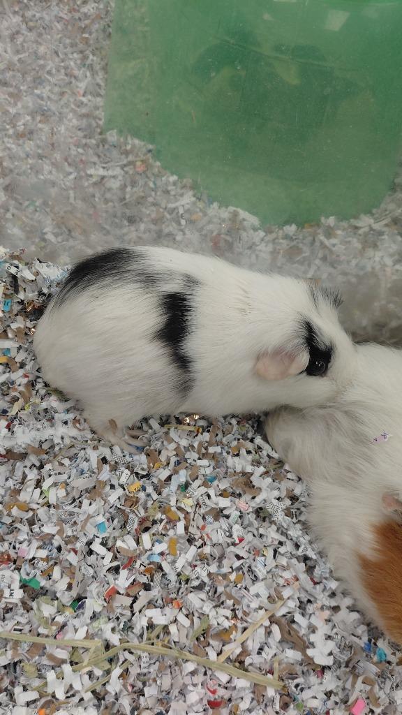 Enlarge Holly, a Adoptable Guinea Pig in Cincinnati, OH image 1/1