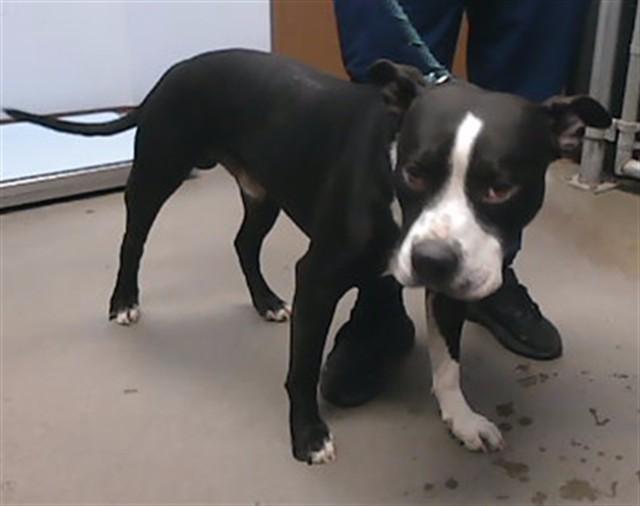 Enlarge RAIN, a Adoptable mixed breed in Phoenix, AZ image 1/1