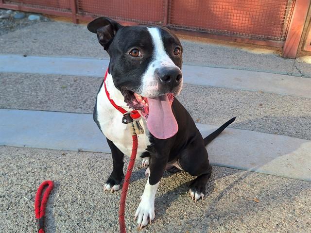 RAIN, Adoptable, Adult Male Pit Bull Terrier & Mixed Breed.