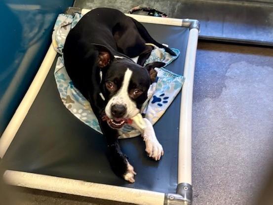 RAIN, Adoptable, Adult Male Pit Bull Terrier & Mixed Breed.