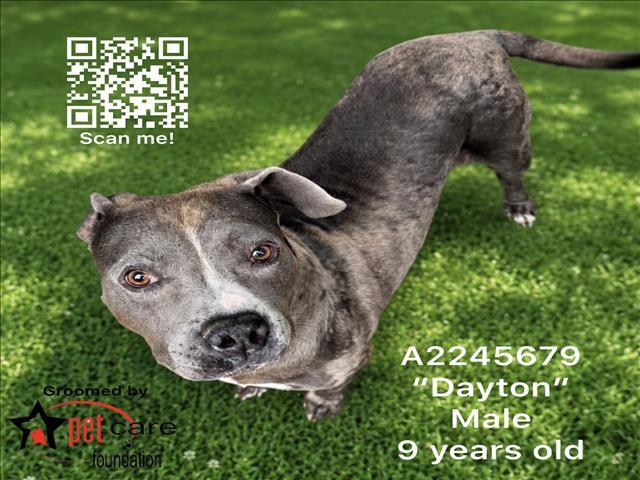 Enlarge DAYTON, a Adoptable Pit Bull Terrier in Los Angeles, CA image 1/1