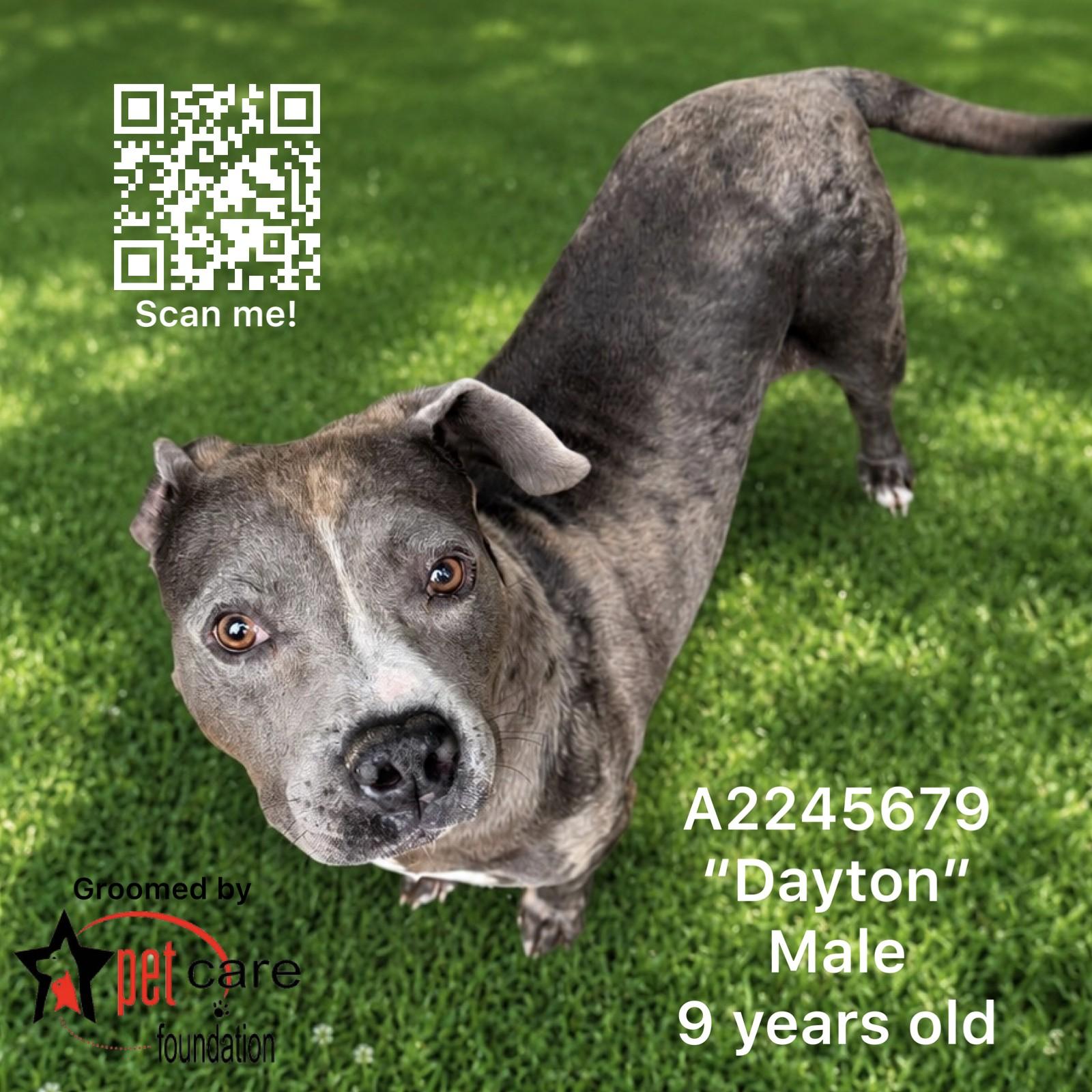 Enlarge DAYTON, a Adoptable Pit Bull Terrier in Los Angeles, CA image 1/1