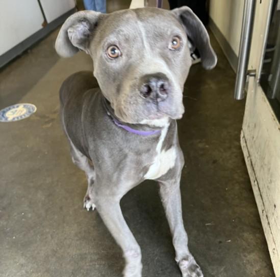 Enlarge DAYTON, a Adoptable Pit Bull Terrier in Los Angeles, CA image 1/1