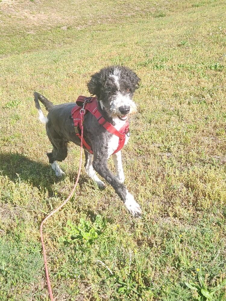 Enlarge HARLEY, a Adoptable mixed breed in Lexington, TN image 1/1