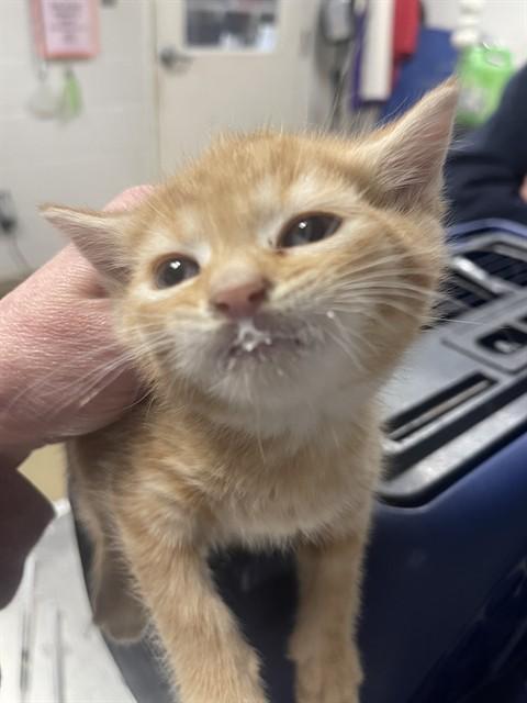 Enlarge HARRY POTTER, a Adoptable Domestic Short Hair in Easton, MD image 1/1