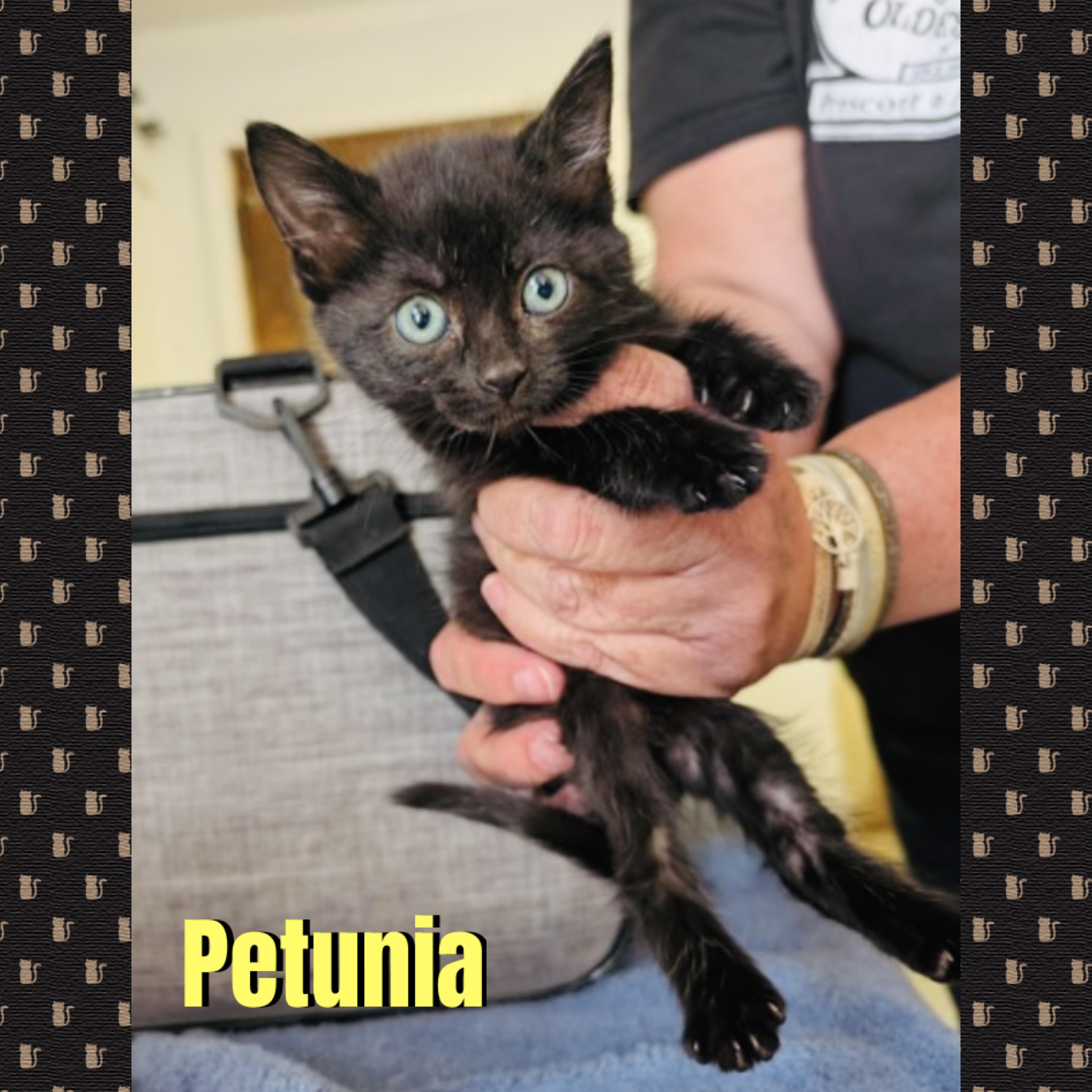 Petunia, Adoptable, Kitten Female Domestic Medium Hair.