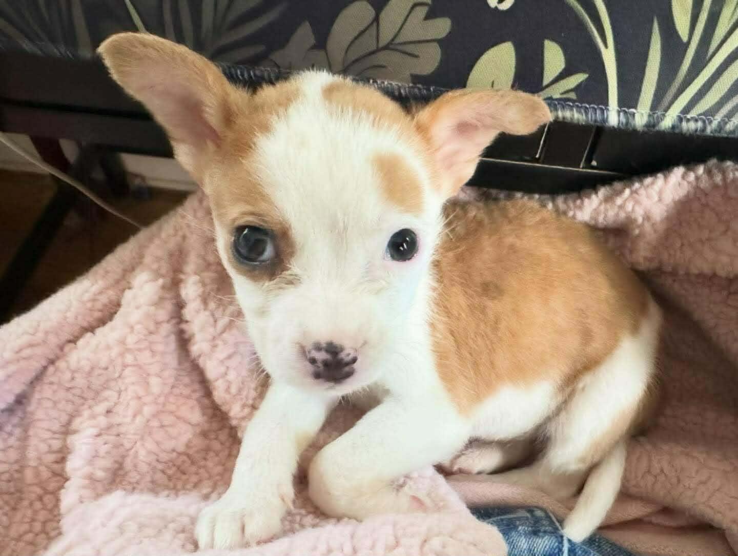 Millie, ADOPTABLE, Puppy Female Chihuahua.