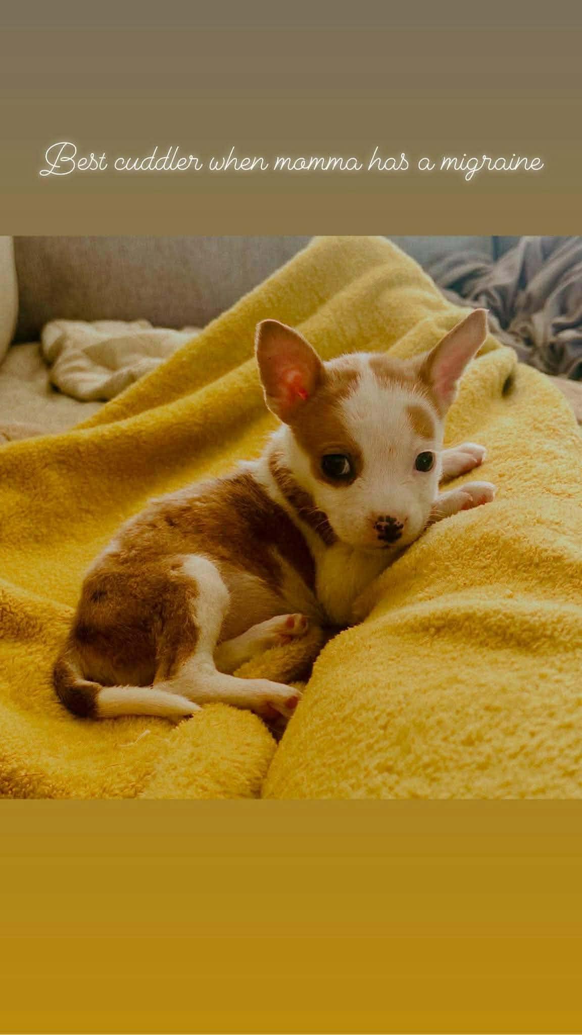 Enlarge Millie, a ADOPTABLE mixed breed in Smithfield, RI image 4/6