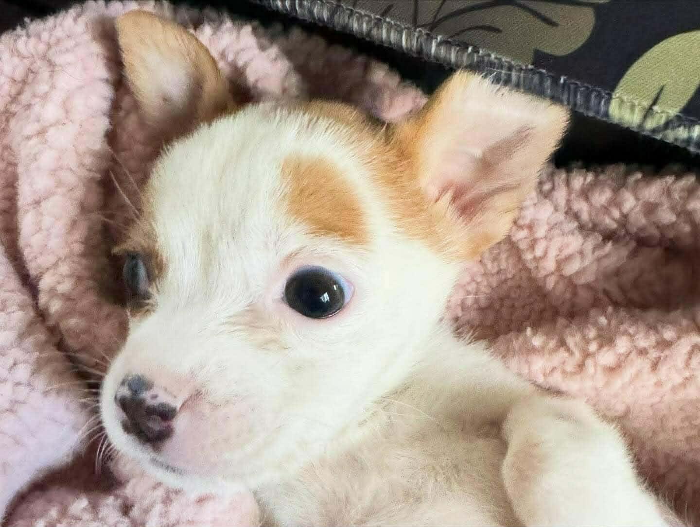 Enlarge Millie, a ADOPTABLE mixed breed in Smithfield, RI image 5/6