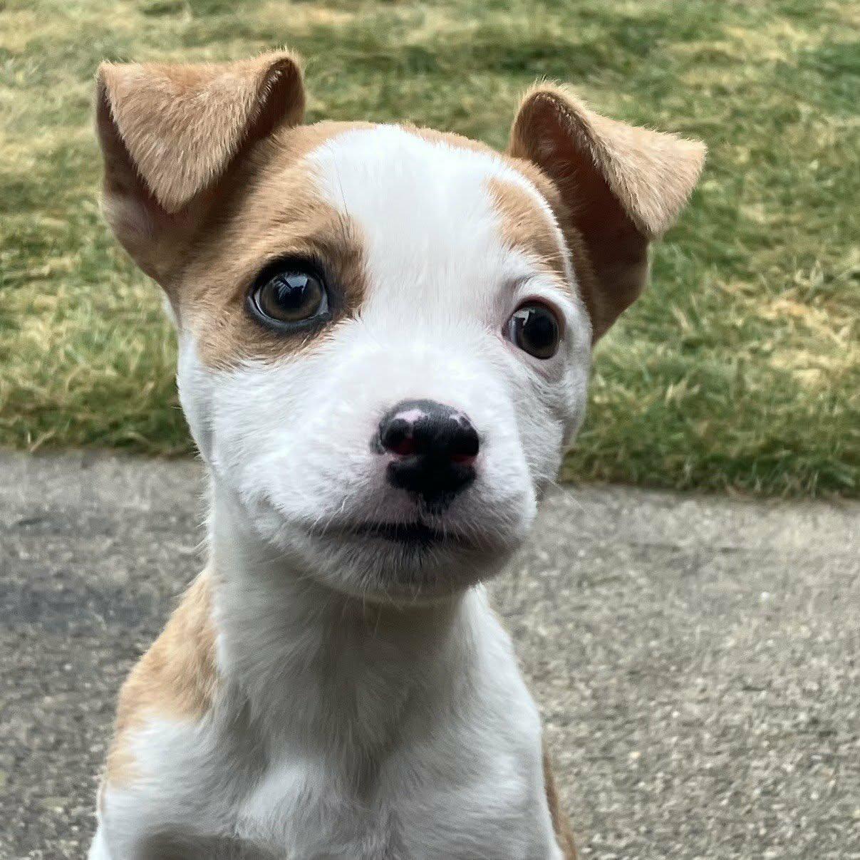 Millie, adoptable, Puppy Female Terrier.