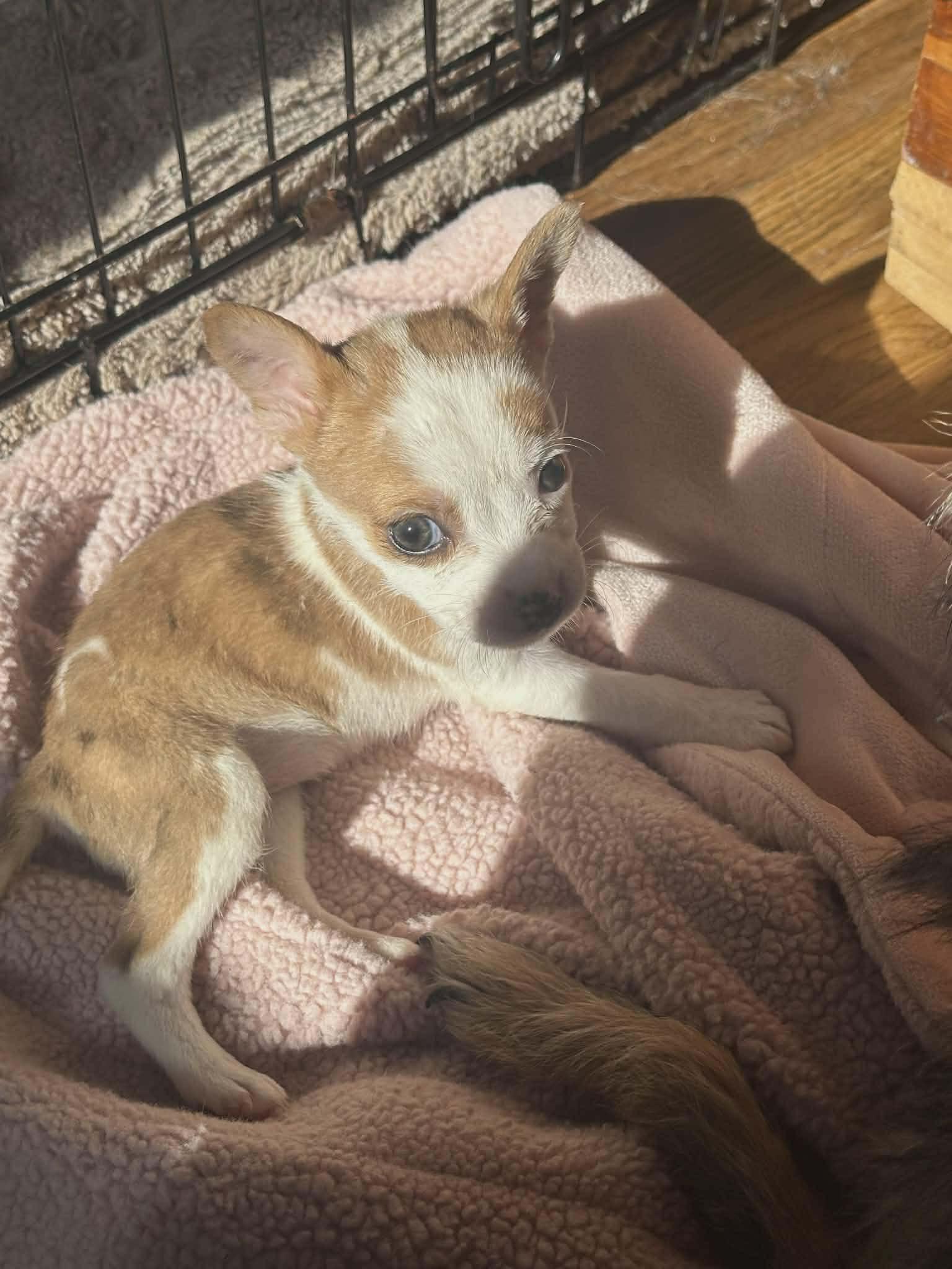 Enlarge Millie, a ADOPTABLE mixed breed in Smithfield, RI image 6/6