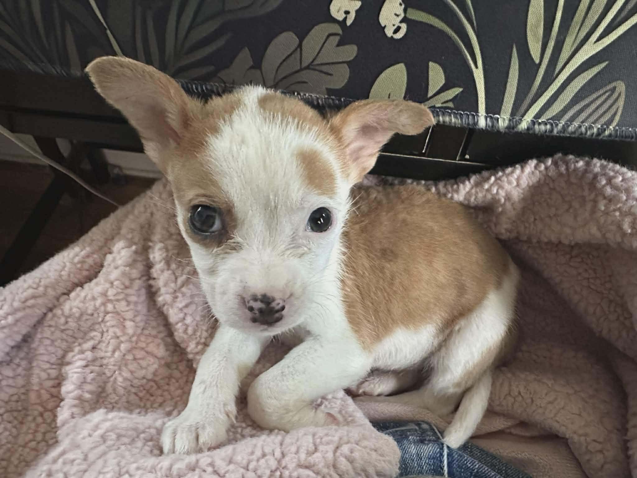 Enlarge Millie, a ADOPTABLE mixed breed in Smithfield, RI image 2/6