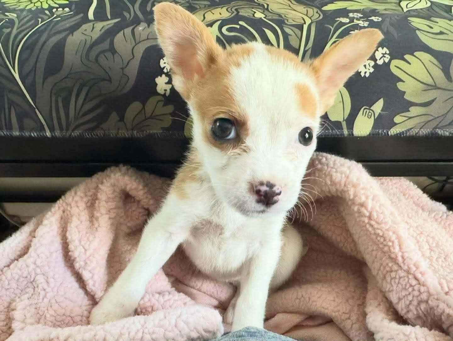 Enlarge Millie, a ADOPTABLE mixed breed in Smithfield, RI image 3/6