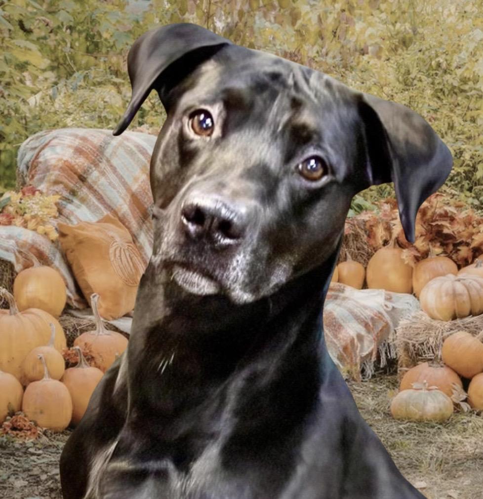 Enlarge Luther, a Adoptable mixed breed in Westfield, NY image 1/6