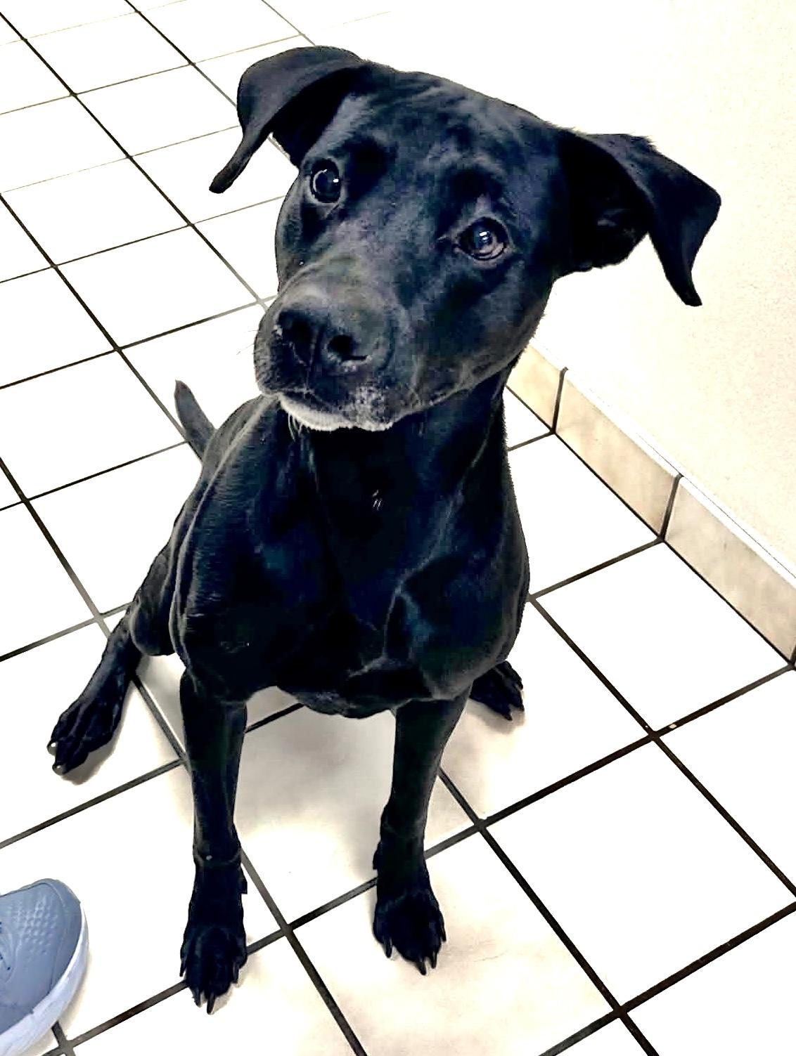 Enlarge Luther, a Adoptable mixed breed in Westfield, NY image 6/6
