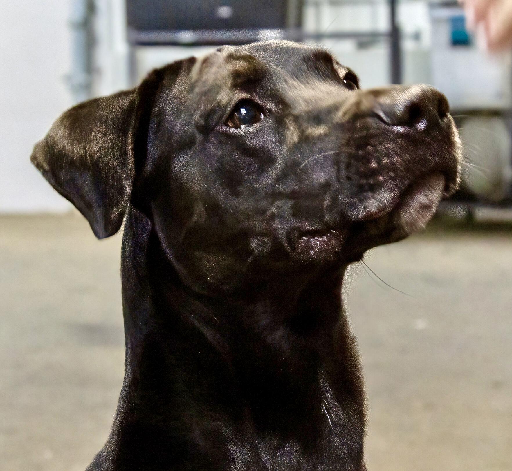 Enlarge Luther, a Adoptable mixed breed in Westfield, NY image 5/6